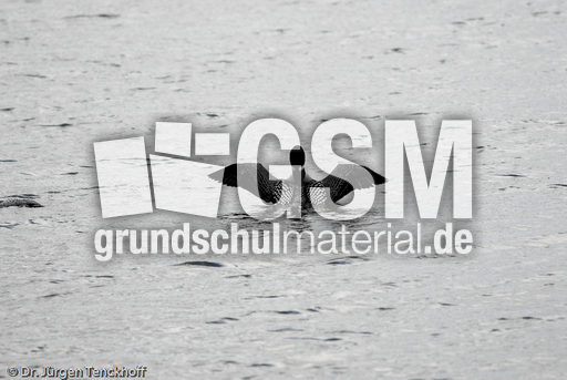 Eistaucher (16 von 26).jpg